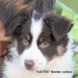 Red Tricolour FEMALE border collie puppy